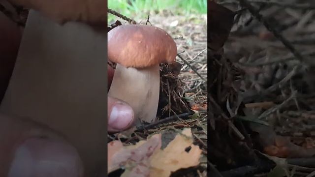 БЕЛЫЙ ГРИБ АКТЁР ! ПАУК В ПОМОЩЬ ! смотреть онлайн