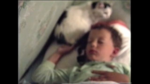 Как кошка выбирает лучшее место для себя и котёнка. смотреть онлайн