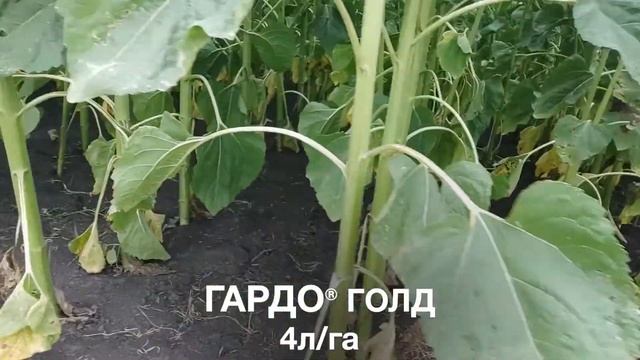 ГАРДО® ГОЛД, 78 дней после обработки, Полевой город Липецк смотреть онлайн