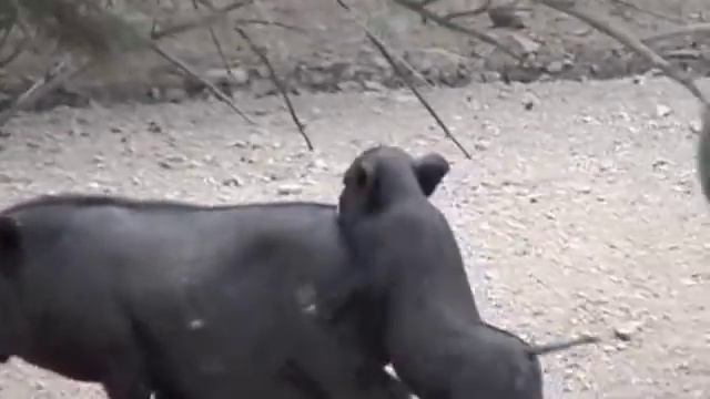 PETIT COCHON NOIR...... "COCHON" смотреть онлайн