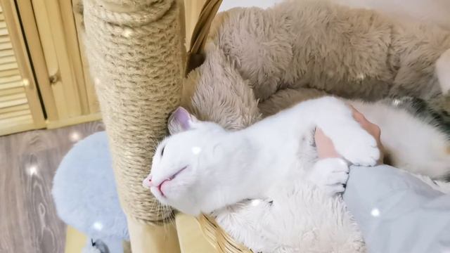 Адвент календарь и день рождения 🎄🎁 Котокафе Мурчашка 🤍☕ смотреть онлайн