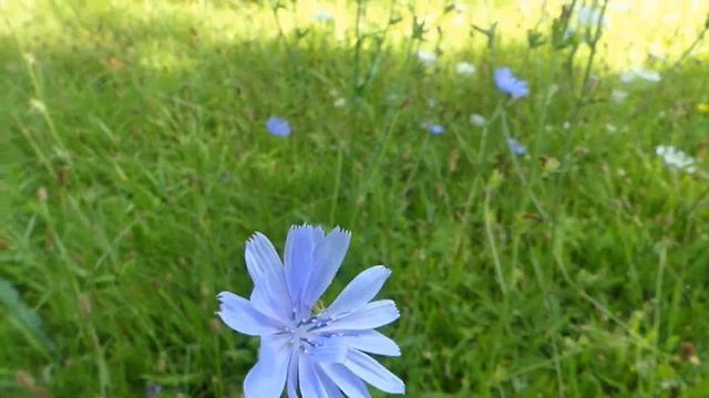How to Identify Chicory смотреть онлайн