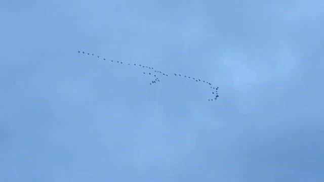 Как мы журавлей считали смотреть онлайн