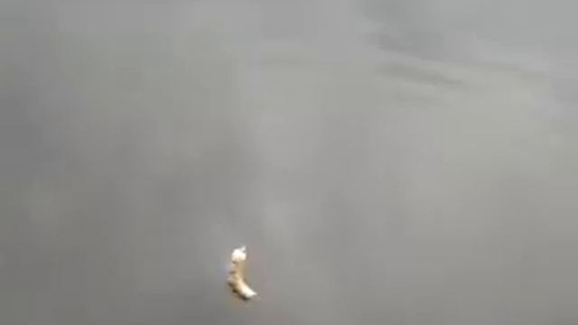 Приятная неожиданность на рыбалке :) смотреть онлайн