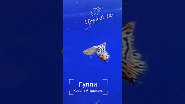 #аквариум#россия#анциструс#сом#креветка#разводня#валиснерия#коряга#тетра смотреть онлайн