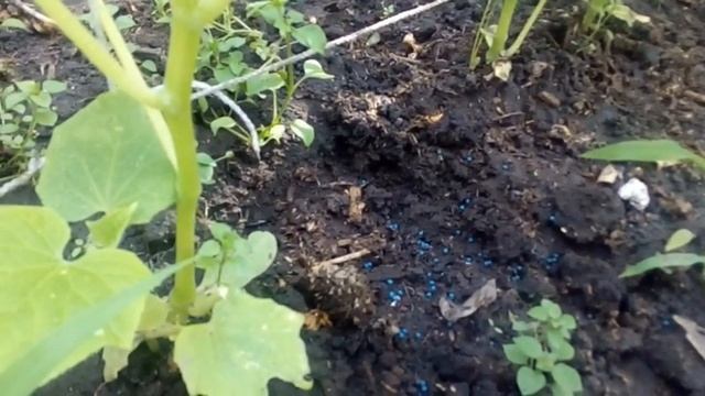 Как бороться со слизнями и улитками в саду и на дачном участке