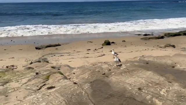 Путешествие сестер Савченко по югу США Семья Савченко Влог 6 смотреть онлайн