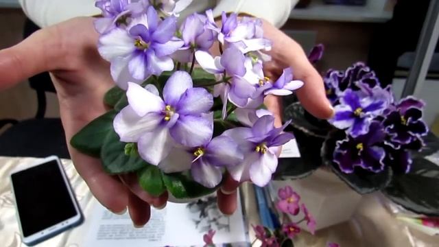 Коллекция фиалок Анастасии Бученко 2ч смотреть онлайн