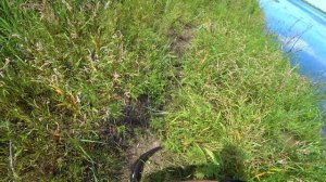 Что же я так раньше не ловил!? Рыбалка на змееголова