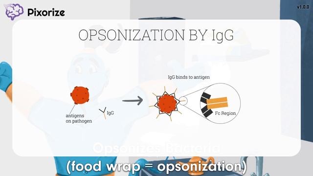 Immunoglobulin G (IgG) USMLE Mnemonic смотреть онлайн