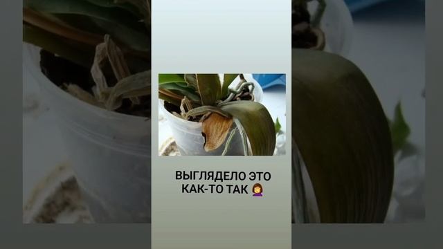 Восставший из пепла мой цветок-Феникс. Реанимашка Фалинопсис зацвел ❤️ #орхидея #фаленопсис смотреть онлайн