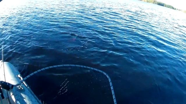 Окунь весом 1 кг на Jackall Squad Minnow 95 смотреть онлайн