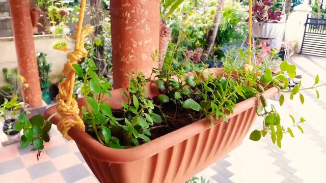 Fast Growing Hanging Plants|Beautiful Hanging/Cascading Plants in Malayalam|Fast Growing Plants смотреть онлайн