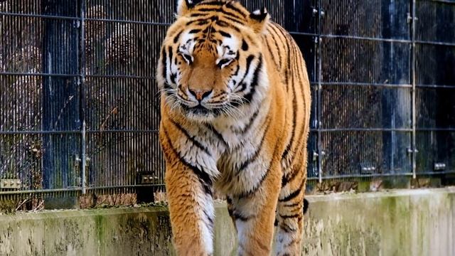 Видео без авторских прав / 4к/ Тигр/ Год тигра/ Большой кот/ 2022 смотреть онлайн