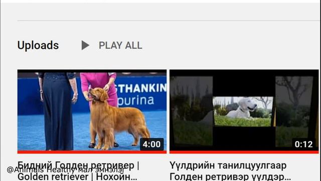 Дэлхийн хамгийн алдартай 10 нохойн үүлдэр | Top 10 Dog Breeds in the World смотреть онлайн
