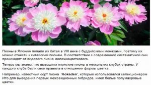 Пион японский