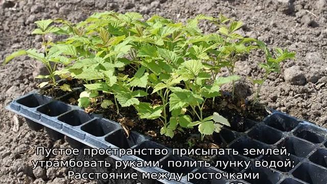 Выращивание малины из семян в домашних условиях смотреть онлайн
