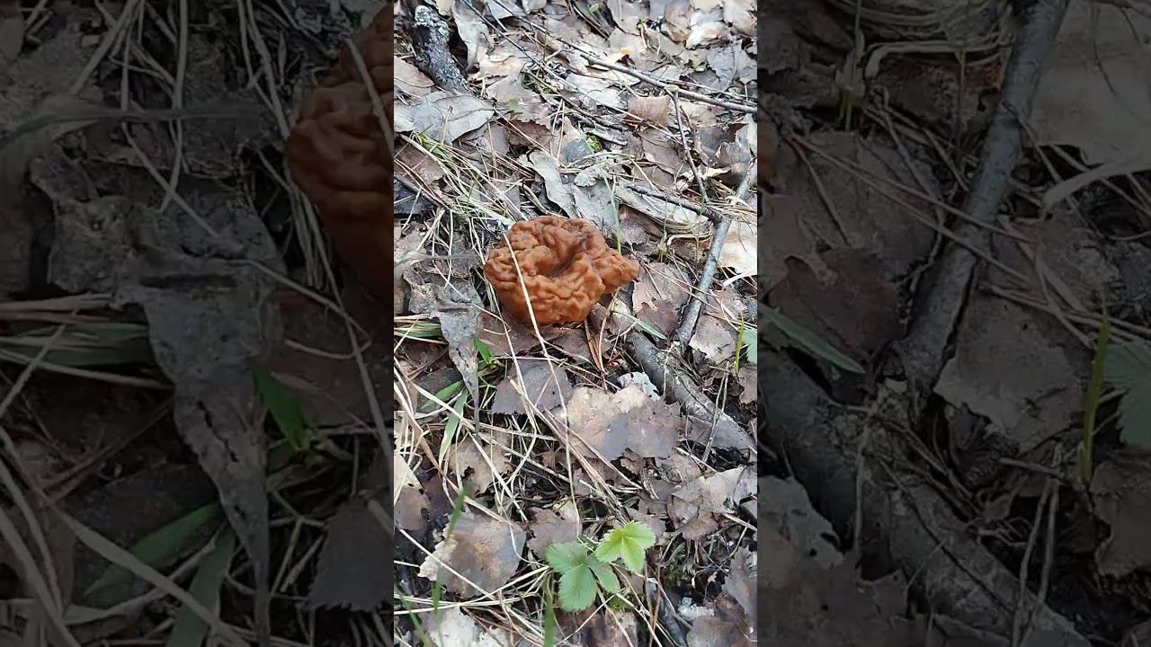 Грибы пошли.Первые грибы 2024.Сбор грибов в лесу 2024.#грибы #сморчки #строчки#весна#shortvideo смотреть онлайн