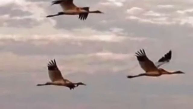 Сергей Есенин "Спит ковыль. Равнина дорогая" смотреть онлайн