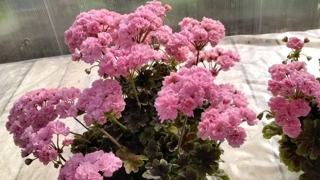 #424.О пеларгонии,в которой я разочаровалась,но...! смотреть онлайн