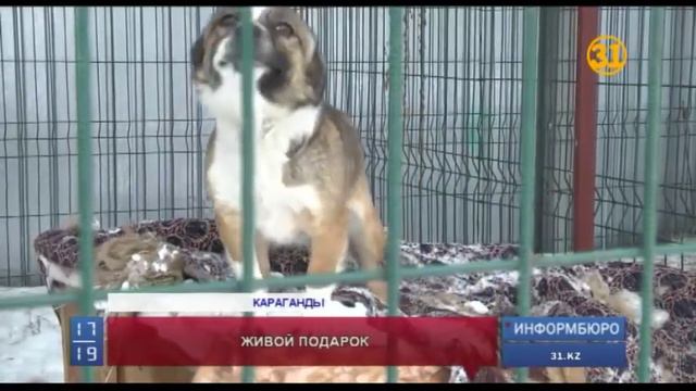 Волонтеры просят не дарить собак на Новый год смотреть онлайн