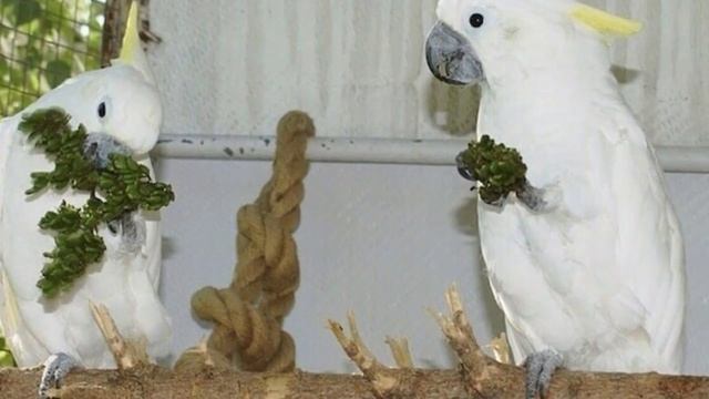 Как приучить попугая к фруктам и овощам? // Какие корма полезны, а какие нет? смотреть онлайн