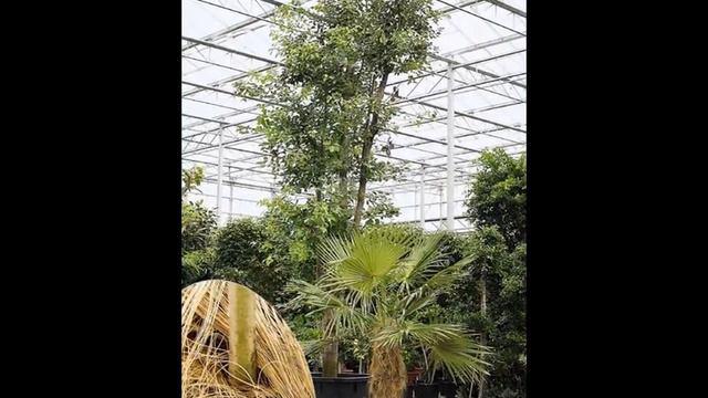 Egzotyczne rośliny doniczkowe смотреть онлайн