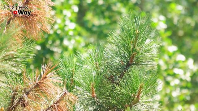 50 ЛЕТ УЖЕ НИЧЕМ НЕ БОЛЕЮ, КАК ТОЛЬКО УЗНАЛА РЕЦЕПТ ЭТОГО НАПИТКА! БАБКА В ТАЙГЕ РАСКРЫЛА РЕЦЕПТ! смотреть онлайн