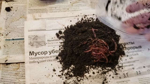 Дополнительный заработок на червях для рыбалки. смотреть онлайн