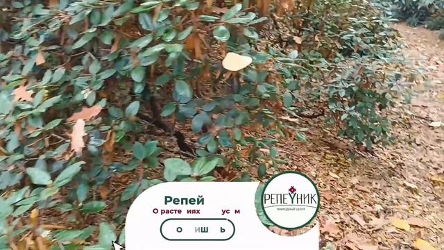 Ботанический сад в Минске смотреть онлайн