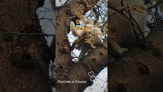 Белая кошка ловко лазает по дереву. Десантируется. #shorts смотреть онлайн