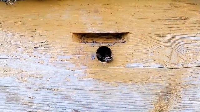 КАК РОЕВЫЕ ПЧЁЛЫ ЗАЛЕТАЮТ В УЛЕЙ смотреть онлайн