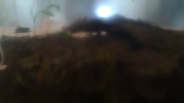 нашествие мошек дрозофил в зимнем вечном терариуме смотреть онлайн