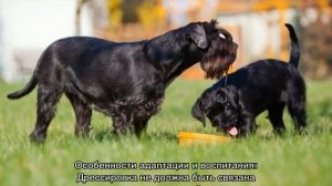 Миттельшнауцер: описание породы, характер, особенности