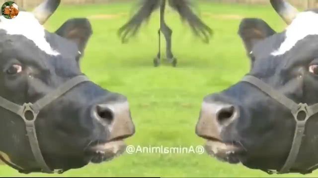 FUNNY COW DANCE 40 |  FUNNY COW SONG & FUNNY  COW  DANCE | CUTE COW  COWS MUSIC