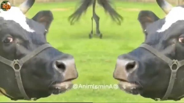 FUNNY COW DANCE 40 | FUNNY COW SONG & FUNNY COW DANCE | CUTE COW COWS MUSIC