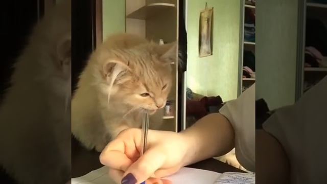 пишем лекции смотреть онлайн