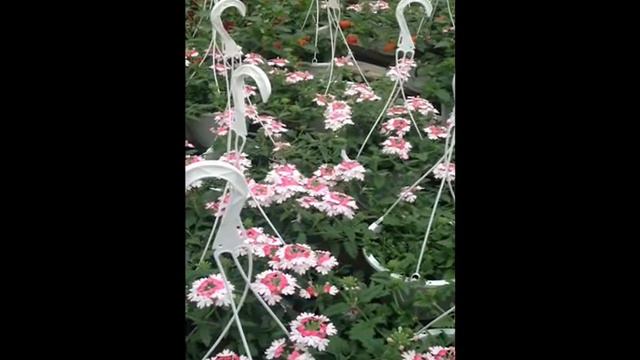 Hanging Baskets.Jamison, PA Area PLANT SALE 215-249-1236 : orserlandscaping.com смотреть онлайн