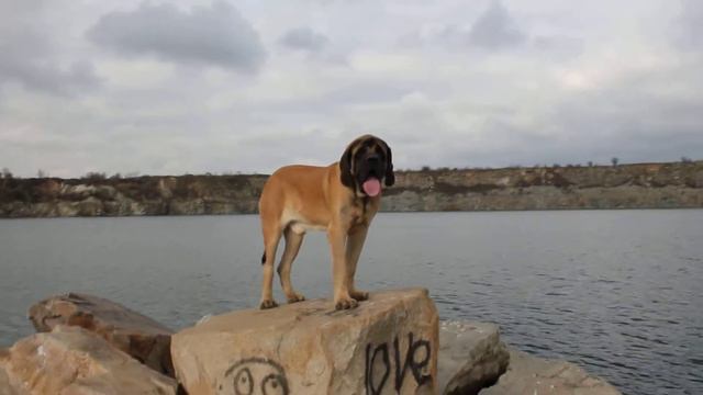 English Mastiff VERTESHEGYI BERNARD 7 месяцев смотреть онлайн
