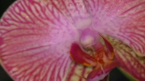 ОРХИДЕИ С НАЗВАНИЯМИ. № 2 Видео - КАТАЛОГ. СОРТОВЫЕ ФАЛЕНОПСИСЫ