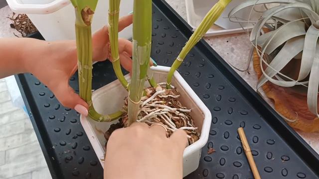 Пересадка, деление, омоложение давно домашней каттлеи. Сегодня это Blc. Young Kong Sun 😉 смотреть онлайн