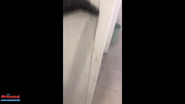 Клининг душевых в фитнес-центре смотреть онлайн