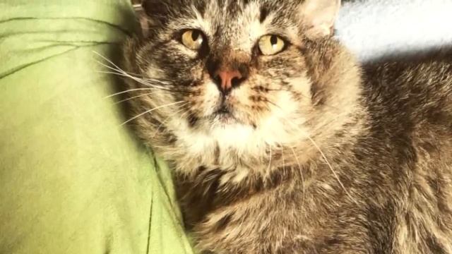 Потрёпанный кот провел на улице 10 лет и наконец нашел себе дом смотреть онлайн