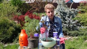 Посадка пионов весной - сажайте  только так