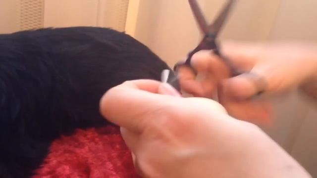 Ставим ушки ( полная версия) смотреть онлайн