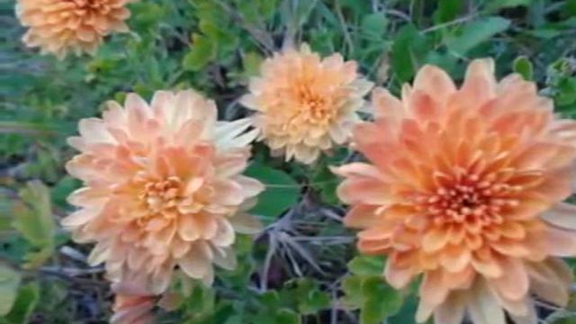 То самое лето смотреть онлайн