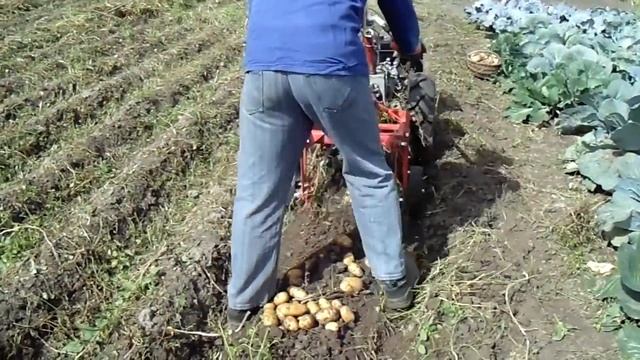 Мотоблок Мотор Січ МБ-9 плюс грохотна картоплекопалка КАМ'ЯНКА. Сезон 2020. Walk-behind tractor.?? смотреть онлайн