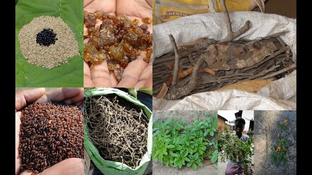 Tribal Medicines of Gandhamardan Hills for Cissus- Acacia Toxicity: Film by Pankaj Oudhia смотреть онлайн