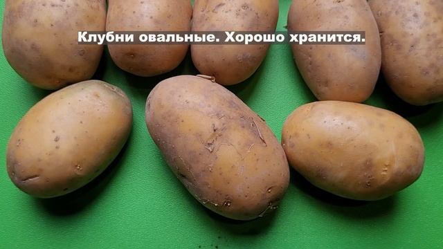 Сорт картофеля Вега. Potato Seeds Vega.