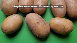 Сорт картофеля Вега. Potato seeds Vega.